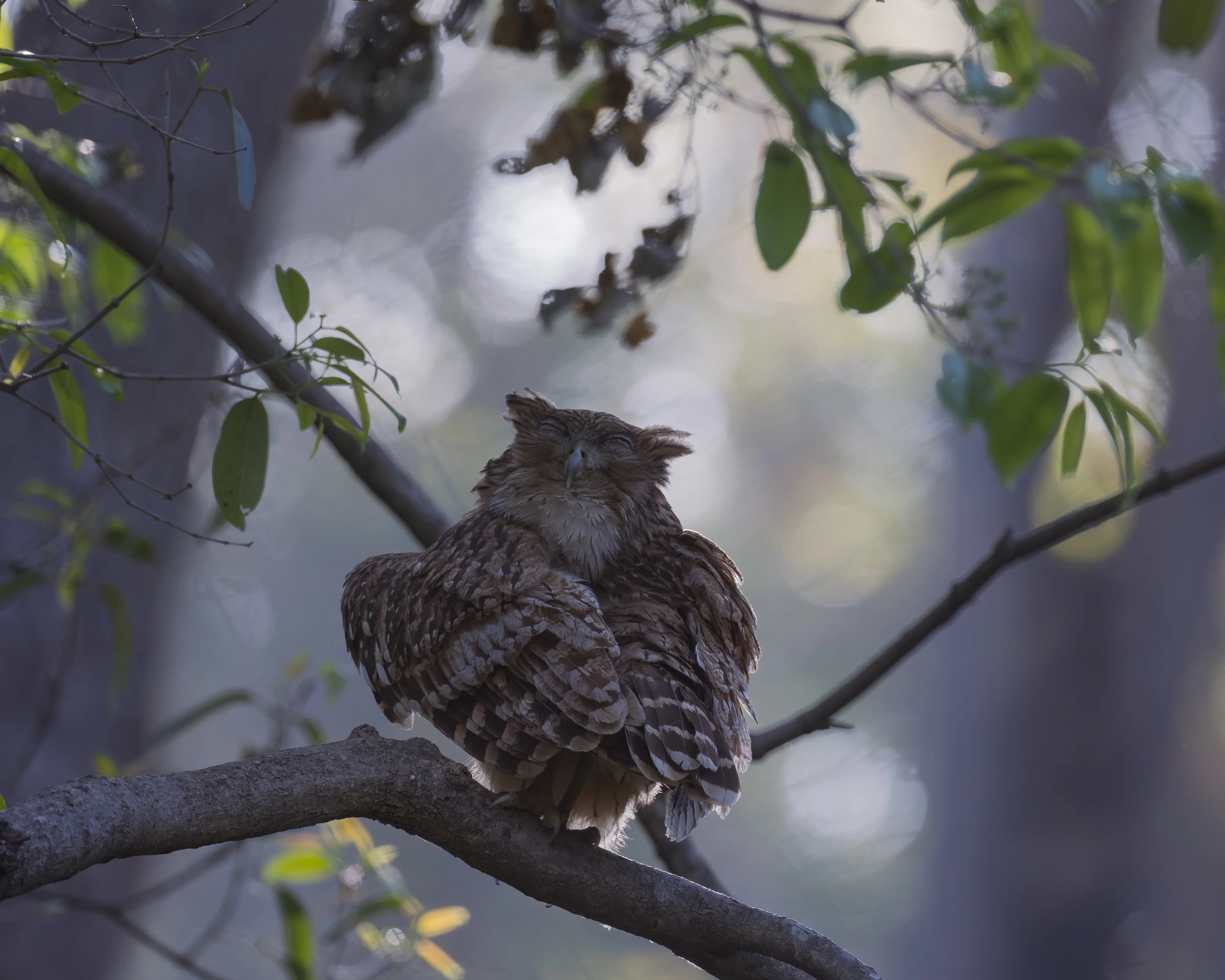 Oiseaux des contreforts himalayens